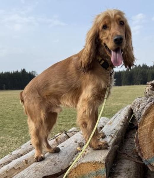 Wartet bei München auf Dich ,Cocker Bub