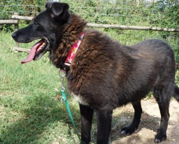 Traumhündin Lotta wartet in Deutschland