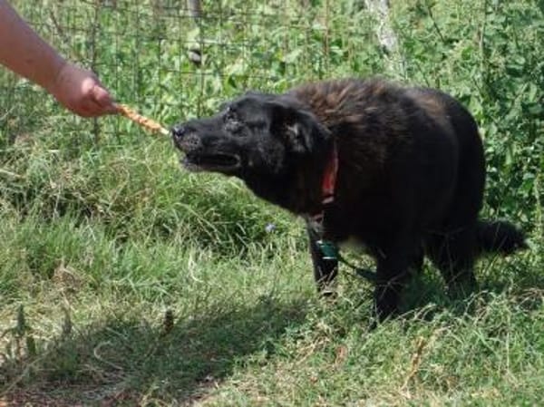 Traumhündin Lotta wartet in Deutschland