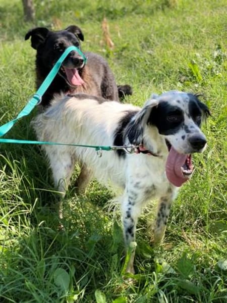 Traumhündin Lotta wartet in Deutschland