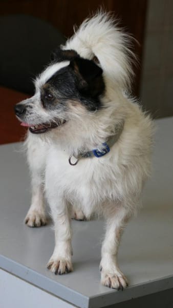 SIMBA ❤ Traumhündin im XS-Format!