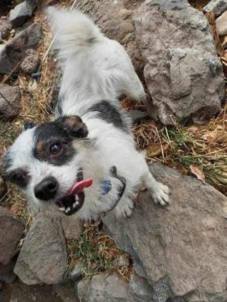 SIMBA ❤ Traumhündin im XS-Format!