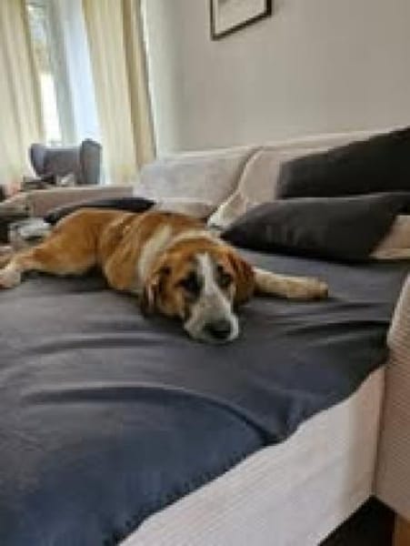 Naya wartet auf ihre Menschen❤🐾❤