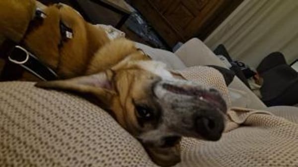 Naya wartet auf ihre Menschen❤🐾❤