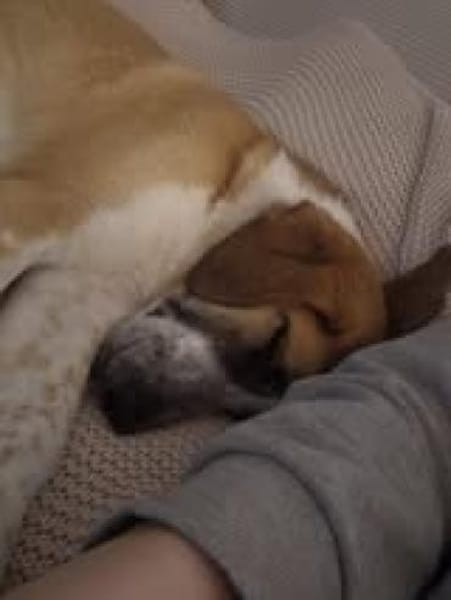 Naya wartet auf ihre Menschen❤🐾❤