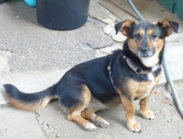 Kleine Klara sucht liebevolles Zuhause