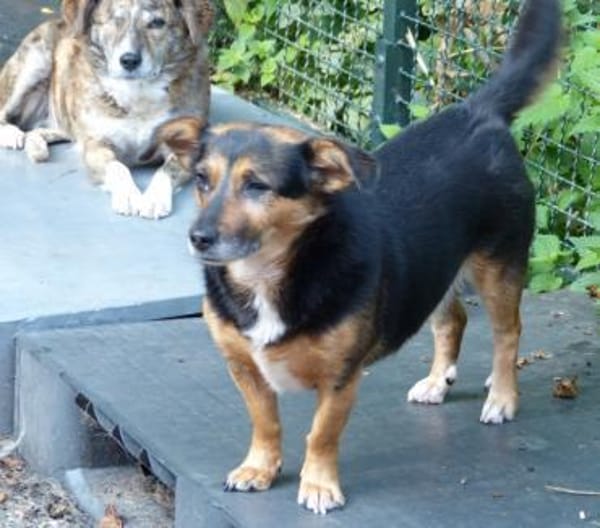 Kleine Klara sucht liebevolles Zuhause