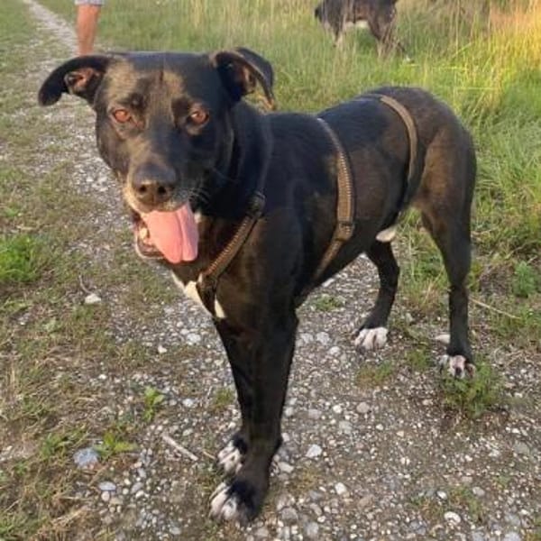 Hübscher Bean wartet in Deutschland