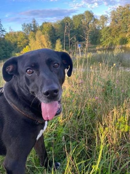 Hübscher Bean wartet in Deutschland