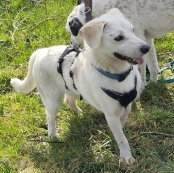 Ein Zuhause für den süßen IVORY