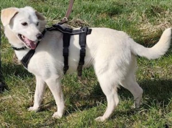 Ein Zuhause für den süßen IVORY