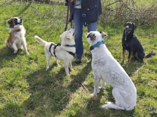Ein Zuhause für den süßen IVORY