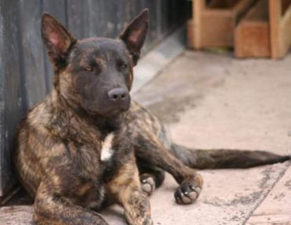 RENAUD 🌟 traumhafter Charakter!