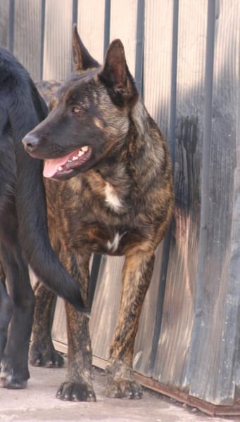 RENAUD 🌟 traumhafter Charakter!