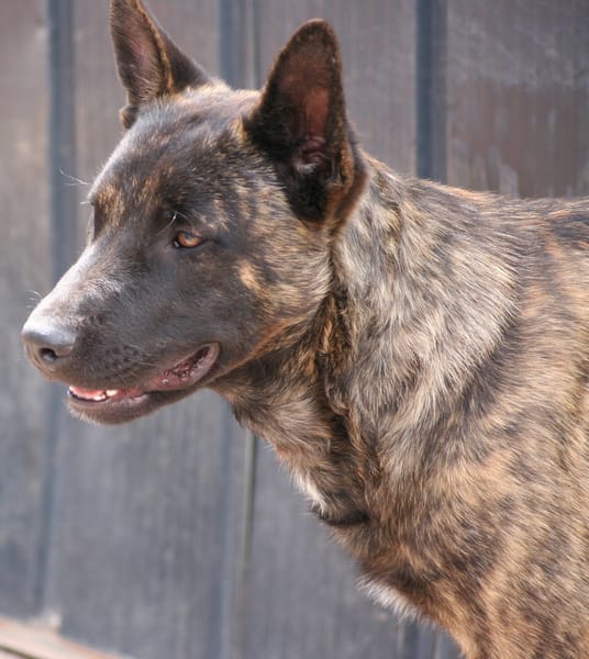 RENAUD 🌟 traumhafter Charakter!