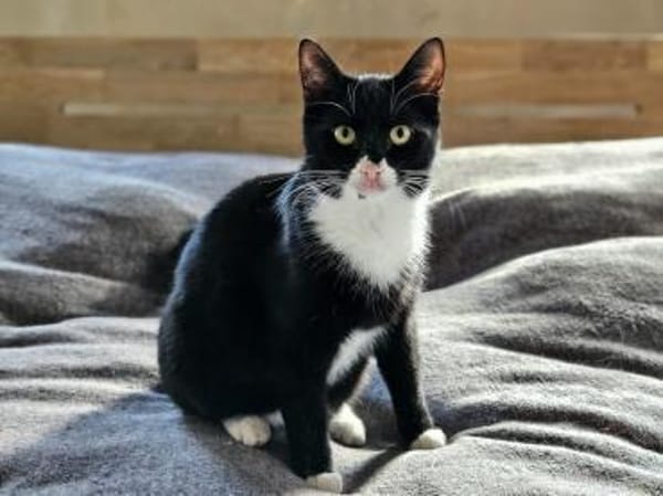 Calvin, Clark, Curtis & Chucky