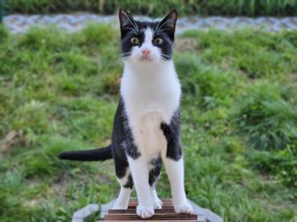 Calvin, Clark, Curtis & Chucky