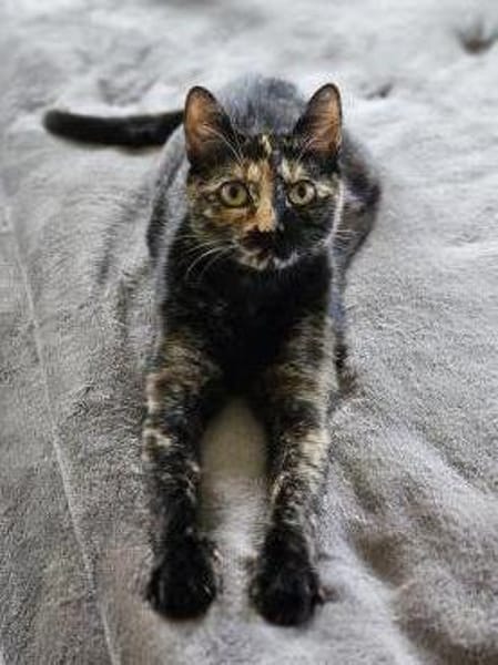 Calvin, Clark, Curtis & Chucky