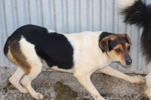 Vela - kinderlieb u. zutraulich