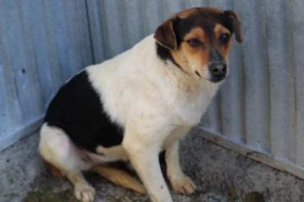 Vela - kinderlieb u. zutraulich