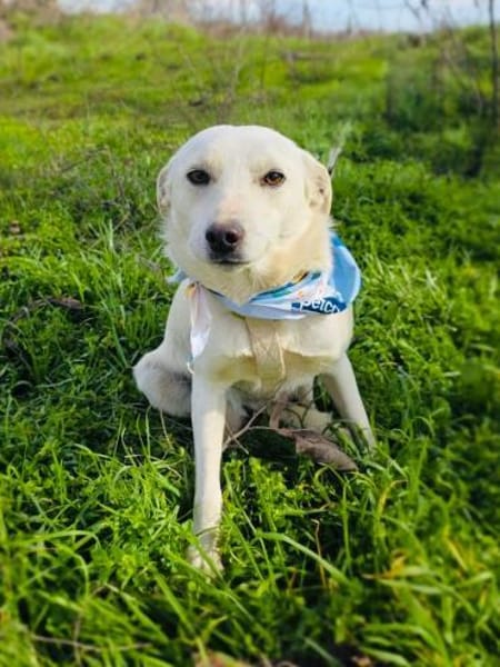 Pamuk eine tolle Familienhündin