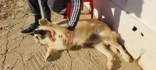 Nua eine sanfte Traumhündin