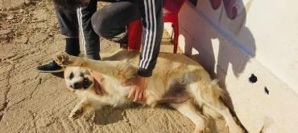 Nua eine sanfte Traumhündin