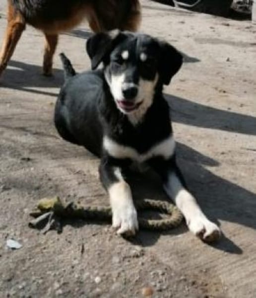 Luna 58 cm (Pflegestelle)