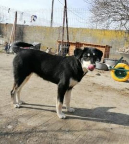 Luna 58 cm (Pflegestelle)