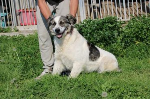 Turon - hübscher Wuschelrüde