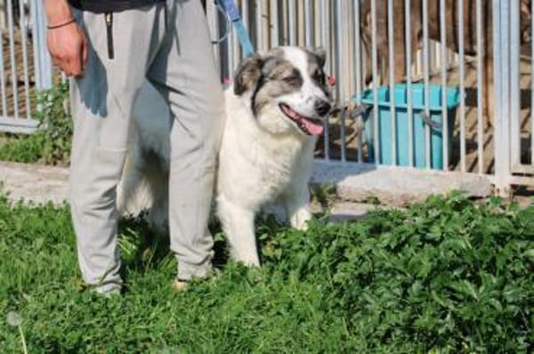 Turon - hübscher Wuschelrüde