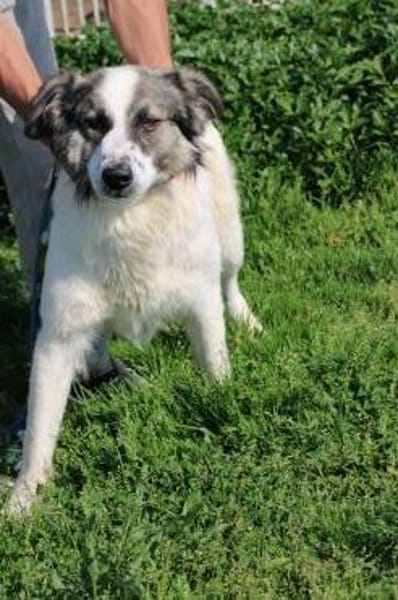 Turon - hübscher Wuschelrüde