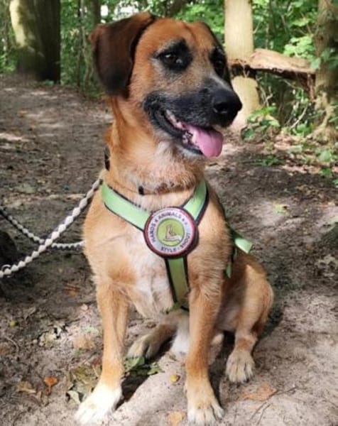 Besuche Taro in 24885 Sieverstedt