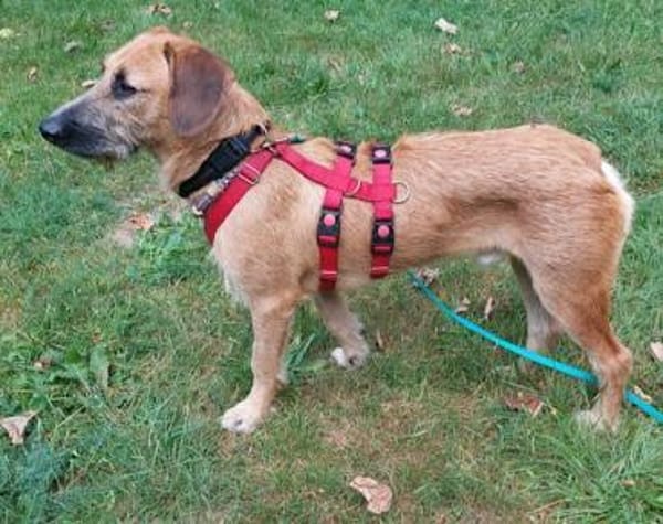 Besuche Taro in 24885 Sieverstedt