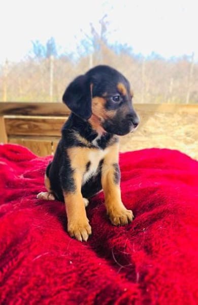 Kiwi sucht ein Zuhause