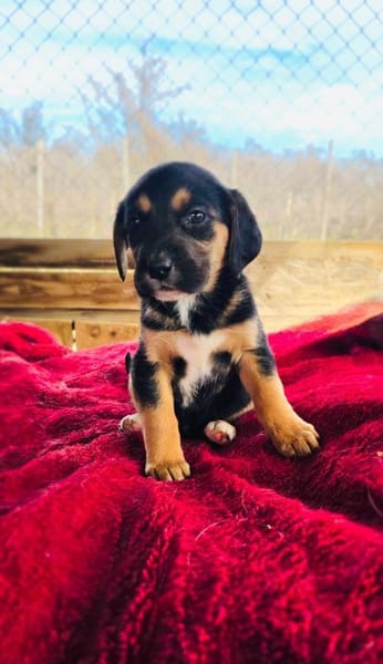 Kiwi sucht ein Zuhause