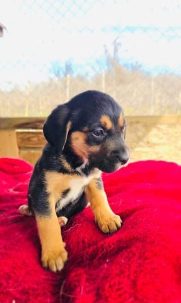 Kiwi sucht ein Zuhause