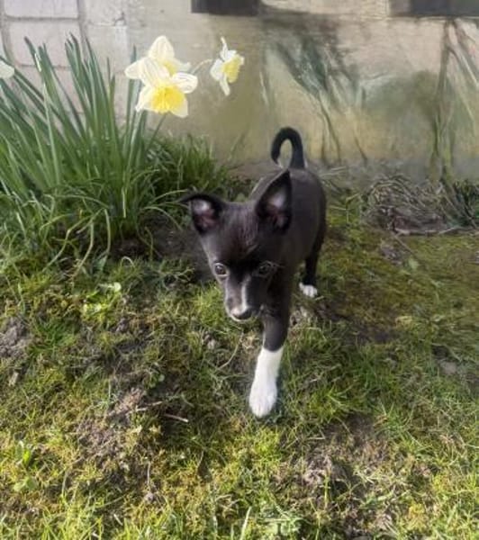 Chihuahua Mix Mädchen Fenja