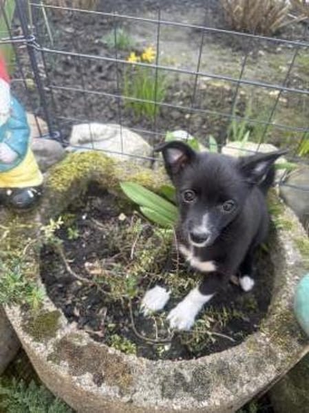 Chihuahua Mix Mädchen Fenja