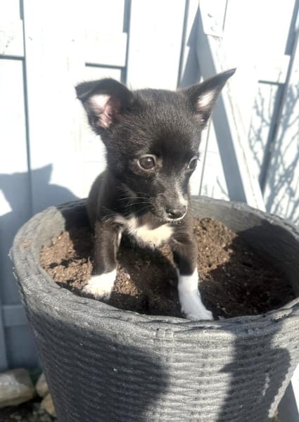 Chihuahua Mix Mädchen Fenja