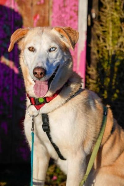 Nala wartet in 09648 Mittweida auf dich!