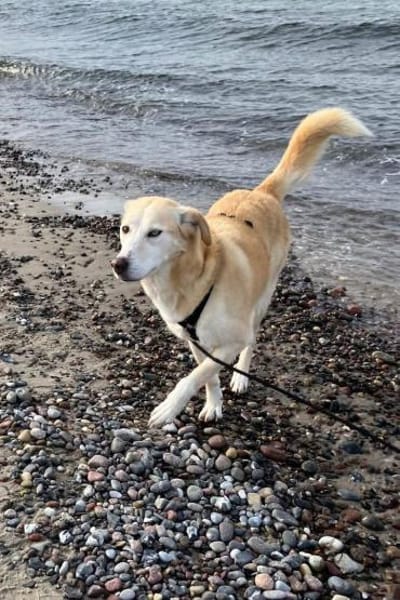 Nala wartet in 09648 Mittweida auf dich!