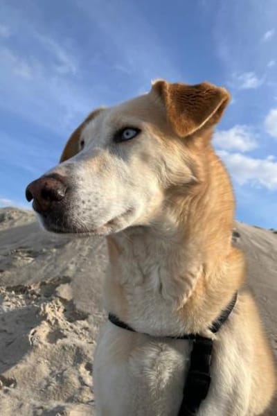 Nala wartet in 09648 Mittweida auf dich!