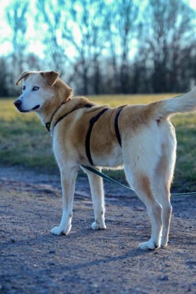 Nala wartet in 09648 Mittweida auf dich!