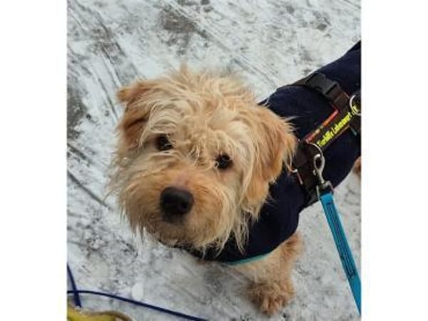 Watson2 - wartet in 96160 Geiselwind