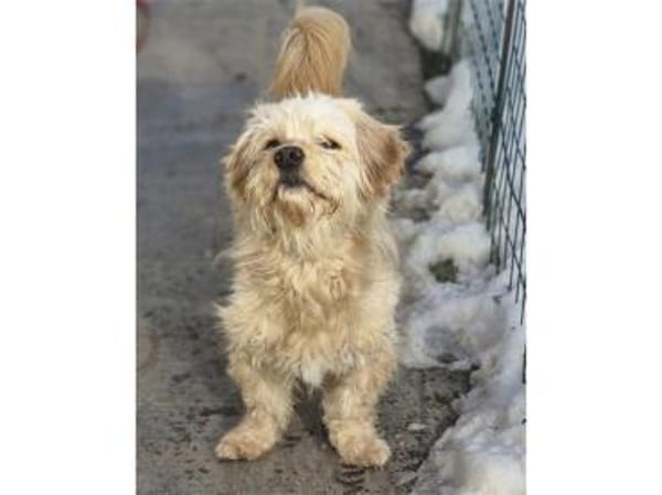 Watson2 - wartet in 96160 Geiselwind