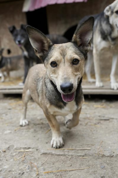 Kleiner SEPP - großes Herz