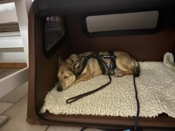 Kleiner SEPP - großes Herz