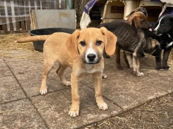 junger Rüde, Peanut auf PS in Leverkusen