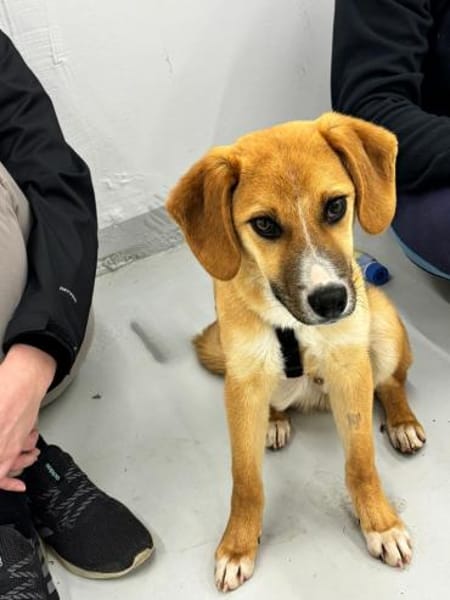 junger Rüde, Peanut auf PS in Leverkusen